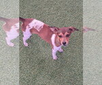 Small #1 Chihuahua
