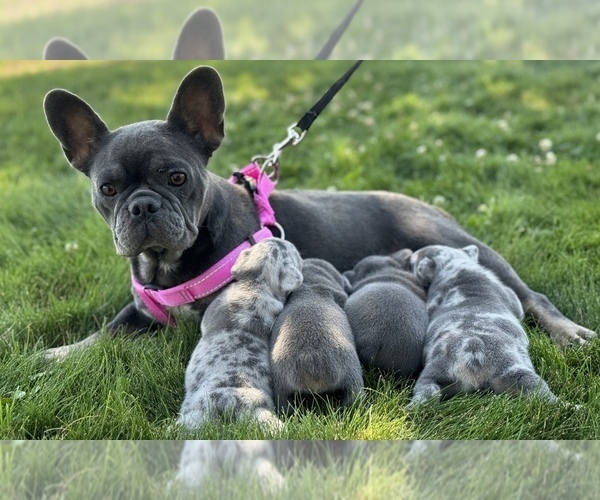Medium Photo #1 French Bulldog Puppy For Sale in COLORADO SPRINGS, CO, USA