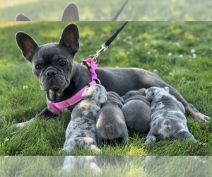 Mother of the French Bulldog puppies born on 07/30/2025