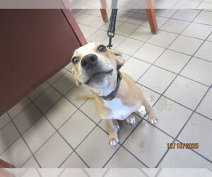 American Pit Bull Terrier Dogs for adoption in Ocala, FL, USA