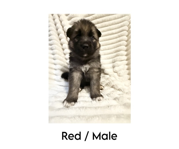 Medium Photo #7 German Shepherd Dog-Siberian Husky Mix Puppy For Sale in LANSING, MI, USA