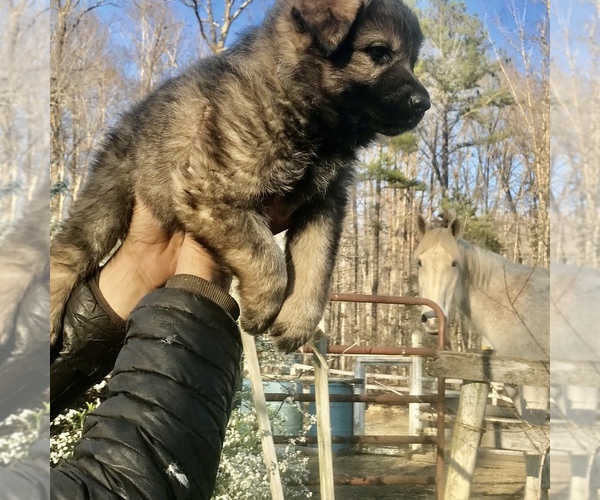 Medium Photo #9 German Shepherd Dog Puppy For Sale in CHARLOTTESVILLE, VA, USA