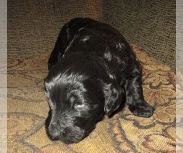 Medium Photo #19 Aussie-Poo-Aussiedoodle Mix Puppy For Sale in LINCOLN, AL, USA