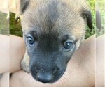 Puppy Purple collar Dutch Shepherd Dog