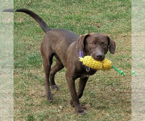 Medium Photo #4 Chocolate Labrador retriever-Unknown Mix Puppy For Sale in Cookeville, TN, USA