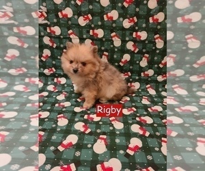 Pomeranian Puppy for sale in CLARKSVILLE, TN, USA