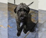 Small #1 Labrador Retriever Mix