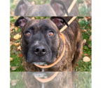 Small #4 American Pit Bull Terrier