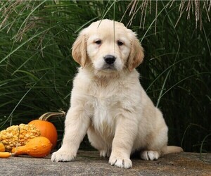 English Cream Golden Retriever Puppy for sale in FREDERICKSBG, OH, USA