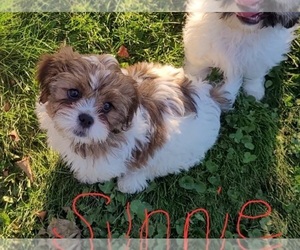 Cava-Tzu Puppy for sale in WALHONDING, OH, USA