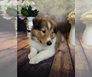 Collie Puppy for sale in VERSAILLES, IN, USA
