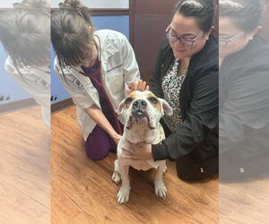 Bulldog-Unknown Mix Dogs for adoption in Huntsville, TX, USA