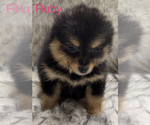 Small Photo #2 Pomeranian Puppy For Sale in AZLE, TX, USA