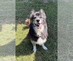 Small Australian Shepherd-Huskies  Mix