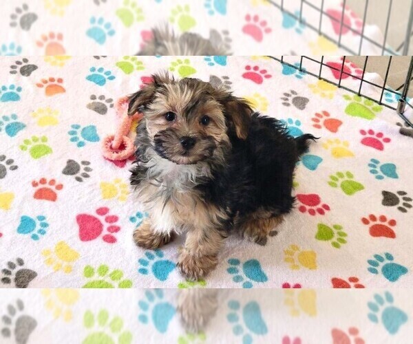 Medium Photo #1 Morkie Puppy For Sale in ORO VALLEY, AZ, USA