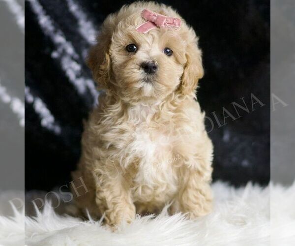 Medium Photo #2 Maltipoo Puppy For Sale in WARSAW, IN, USA