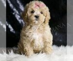 Small #1 Maltipoo