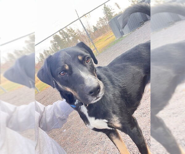 Medium Photo #2 Mutt Puppy For Sale in Webster, WI, USA