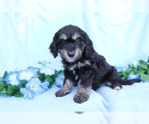Goldendoodle (Miniature) Puppy for sale in SHILOH, OH, USA