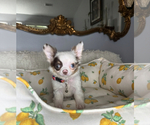 Image preview for Ad Listing. Nickname: Moo