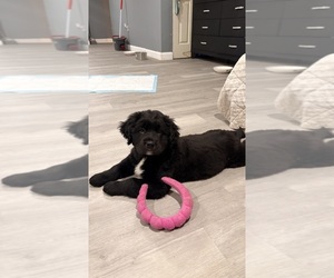 Black Mouth Cur-English Cream Golden Retriever Mix Puppy for sale in PROVIDENCE, RI, USA