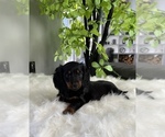 Image preview for Ad Listing. Nickname: Daisy AKC mini