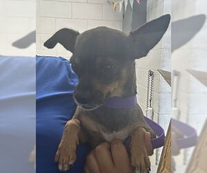 Chihuahua Dogs for adoption in San Bernardino, CA, USA