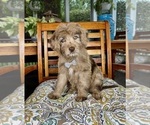 Reese - Male Labradoodle Puppy for Sale - Small photo