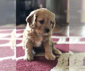 Cavapoo Puppy for sale in MILLERSBURG, OH, USA