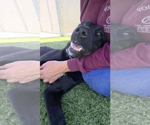 Medium Photo #4 Labrador Retriever-Unknown Mix Puppy For Sale in San Diego, CA, USA