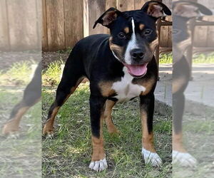 American Pit Bull Terrier Dogs for adoption in Great Bend, KS, USA