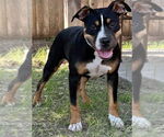 Small American Pit Bull Terrier