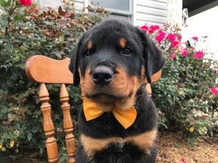 Rottweiler Puppy for sale in QUARRYVILLE, PA, USA