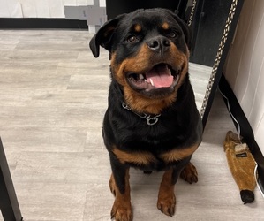 Rottweiler Puppy for Sale in FORT LAUDERDALE, Florida USA