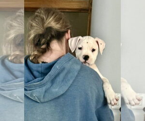 Boxer Dogs for adoption in Dumont, NJ, USA