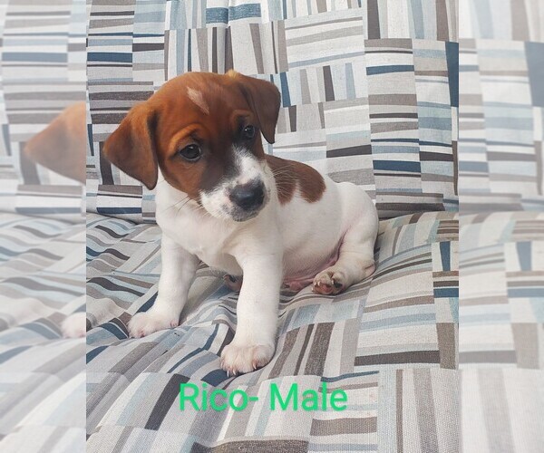 Full screen Photo #6 Jack Russell Terrier Puppy For Sale in LAWRENCE TOWNSHIP, NJ, USA