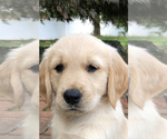 Small Photo #1 Golden Retriever Puppy For Sale in EAST FREEHOLD, NJ, USA