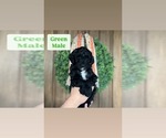 Puppy Green Sheepadoodle
