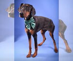 Small #3 Doberman Pinscher