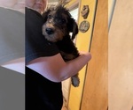 Small Photo #25 Airedale Terrier Puppy For Sale in FLAGSTAFF, AZ, USA