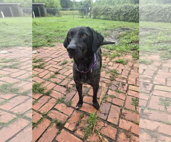 Medium Photo #3 Catahoula Leopard Dog-Labrador Retriever Mix Puppy For Sale in Oakhurst, NJ, USA
