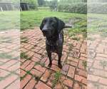 Small #2 Catahoula Leopard Dog-Labrador Retriever Mix