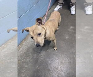 American Pit Bull Terrier-Unknown Mix Dogs for adoption in Evansville, IN, USA