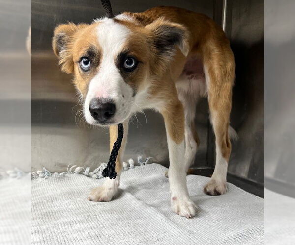 Medium Photo #1 Australian Shepherd-Unknown Mix Puppy For Sale in Downey, CA, USA