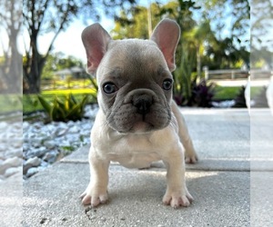 French Bulldog Puppy for sale in WEST PALM BEACH, FL, USA