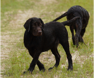 Labrador Retriever Puppy for sale in EASTMAN, GA, USA