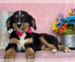 Small Photo #1 Bernese Mountain Dog Puppy For Sale in LANCASTER, PA, USA