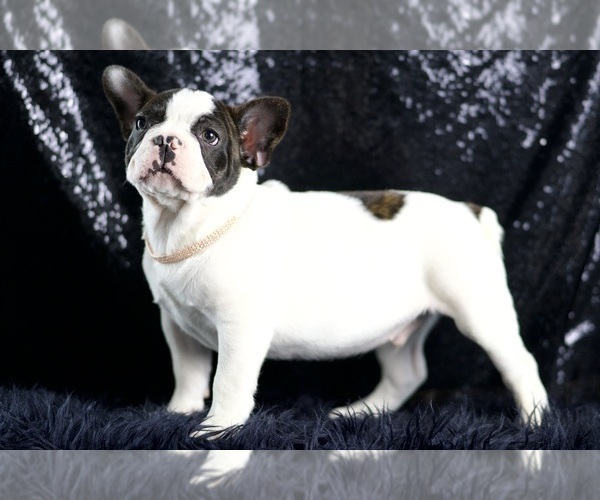 Medium Photo #12 French Bulldog Puppy For Sale in WARSAW, IN, USA