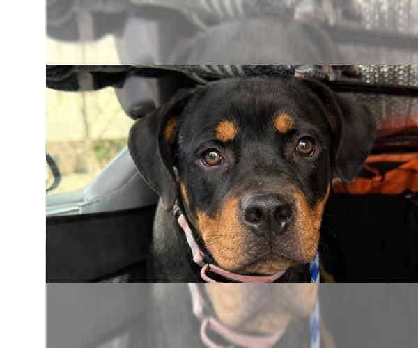 Medium Photo #1 Rottweiler Puppy For Sale in Gilbert, AZ, USA