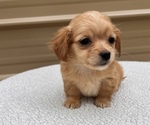 Puppy 2 Chiweenie